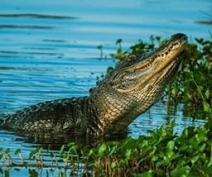 crocodile visit
